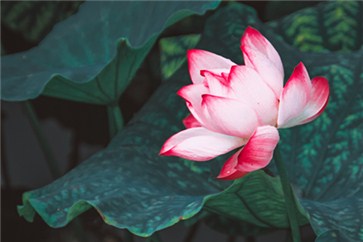 2018年cpa考什么？考哪幾門(mén)科目？