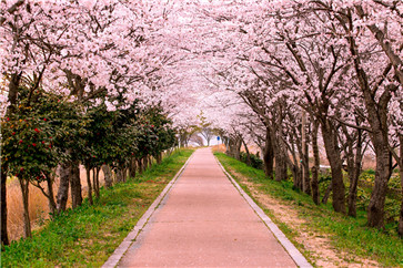 注會審計網(wǎng)課