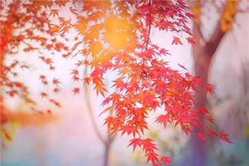 備考注冊會計師復(fù)習(xí)時間不充足了？該如何取舍？