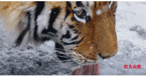 農(nóng)夫山泉1