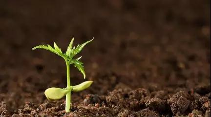 稅務(wù)師土壤污染風險管控標準實施