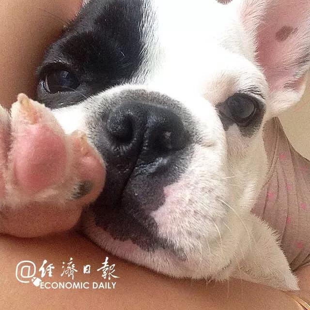 不清理犬便最高罰5000元