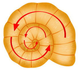 “內(nèi)卷”海螺