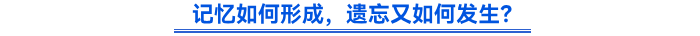 記憶如何形成，遺忘又如何發(fā)生？